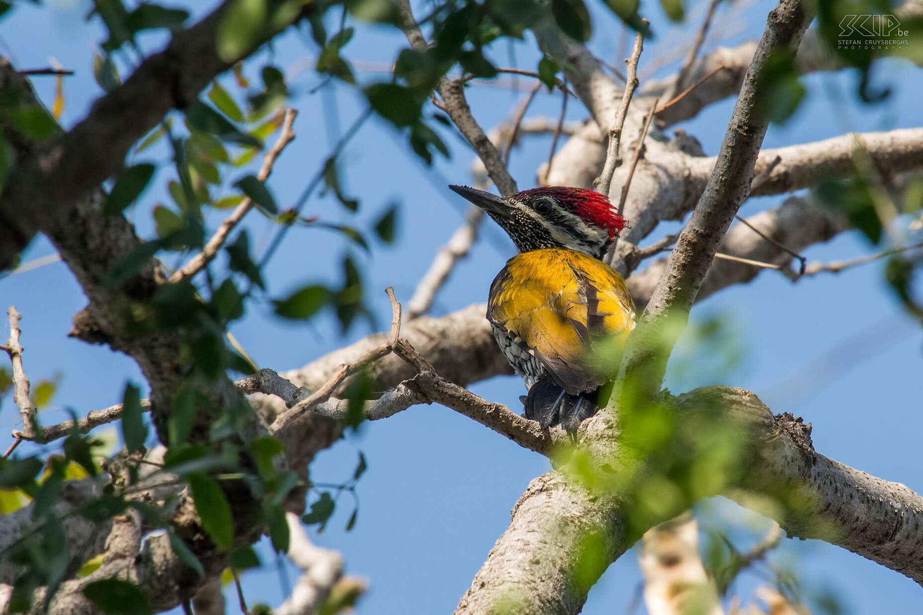 Keoladeo - Witnekspecht Een prachtige specht met rode kop en gele rug (White-naped woodpecker/Chrysocolaptes festivus) Stefan Cruysberghs